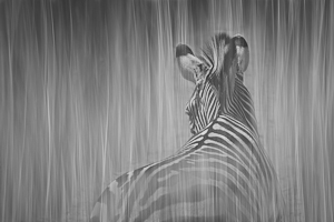 Camouflaged by Lynn Fothergill, Open Image of the Night, Mar 2014