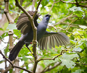 Courting Kokako by Ruth Beale, Set Image of the Night, Apr 2014