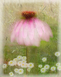 Echinacea by Margaret Penney, Set Image of the Night, Sep 2014