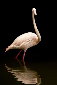 Flamingo by Debbie Flett, Open Image of the Night, Sep 2014