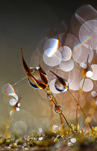 No Title by Roy Cernohorsky, Best Projected Image, Salon 2014