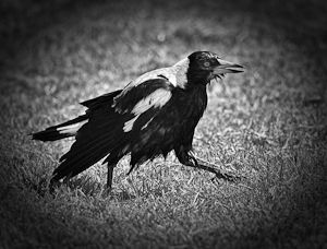 Evil Personified by Pauline Smith, Open Image of the Night, Feb 2015