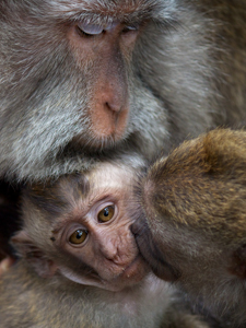 Monkey Love by Lynn Fothergill, Open Image of the Night, Feb 2013