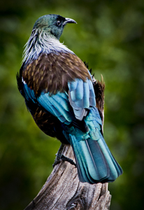 Tui by Kathy Bland, Set Image of the Night, Apr 2013