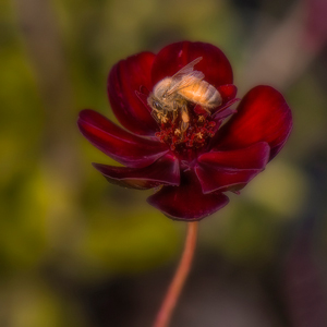 Velvet Petals by Pauline Smith, Open Image of the Night, Nov 2013