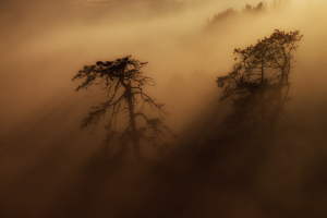 Daybreak over Aged Trees by John Penney, Open Image of the Night, Apr 2015