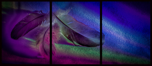 Feathered Rainbow by Theresa Simson, Set Image of the Night, Aug 2015