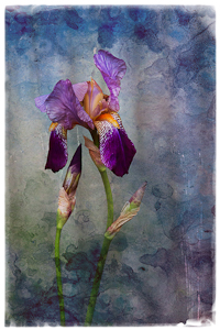 Iris by Margaret Penney, Open Image of the Night, Sep 2015