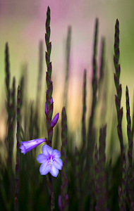 No Title by Roy Cernohorsky, Open Image of the Night, Nov 2015