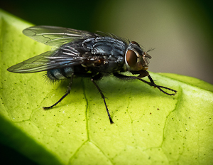 House Fly, Musca domestica by Bryan Lay Yee, Set  Image of the Night, Mar 2016