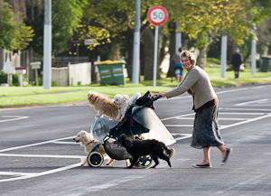 The Poodle Lady of Papakura by Tony Smith, Set Image of the Night, Jul 2016