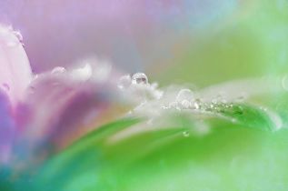 open-highly-commended-droplets-by-pauline-smith