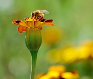 open-highly-commended-marogold-by-pauline-smith