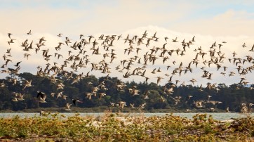 Godwits on the Coast by Allysa Carberry