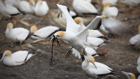 Morus Serrator by Dennis Tohovaka