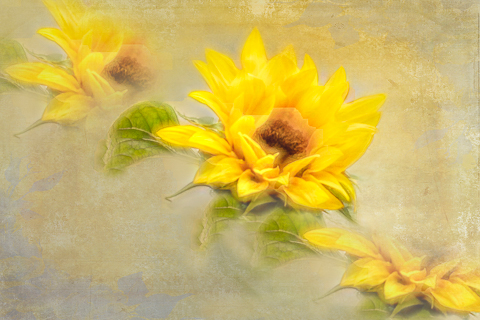 Suntastic Yellow by Pauline Smith