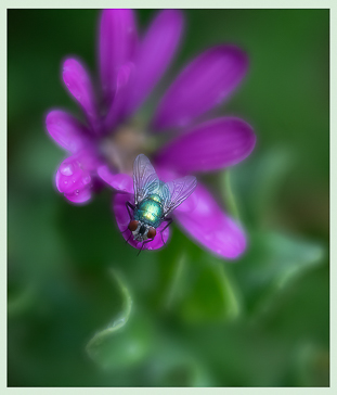 Harbinger of Spring by Ross Muir, Open Image of the Night